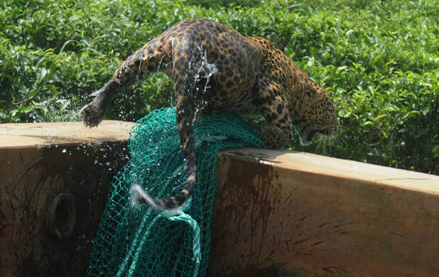 5135 Осталось восемь жизней   дикий леопард спасся, упав в резервуар с водой