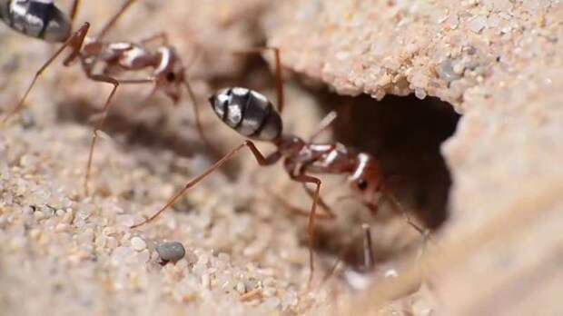 Пустынные муравьи оказались в числе самых быстрых животных мира
