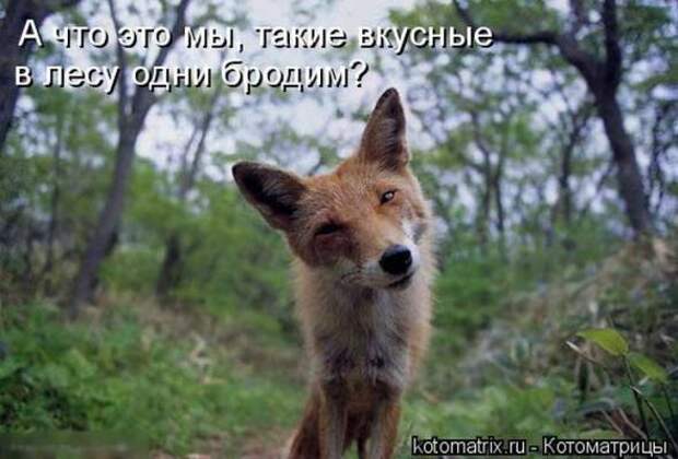 Котоматрицы(картинки с надписями)
