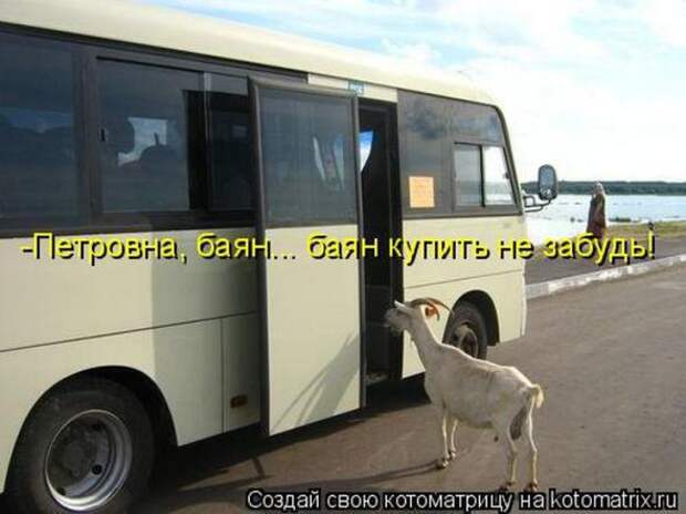 Котоматрицы (картинки с надписями)