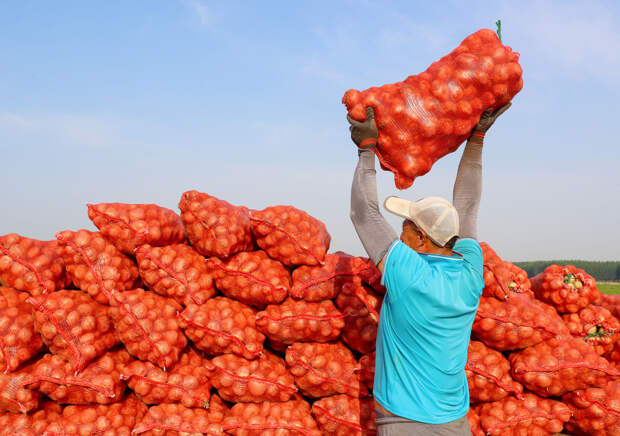 Россия нарастила до максимума закупки китайского картофеля