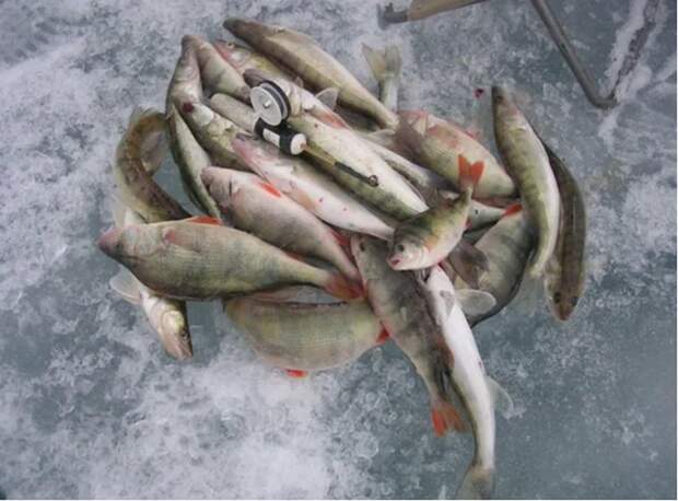 Вот это на рыбалку сходил: рыбака оштрафовали на 500 тысяч рублей
