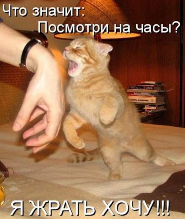 Котоматрица юморная (38 фото)