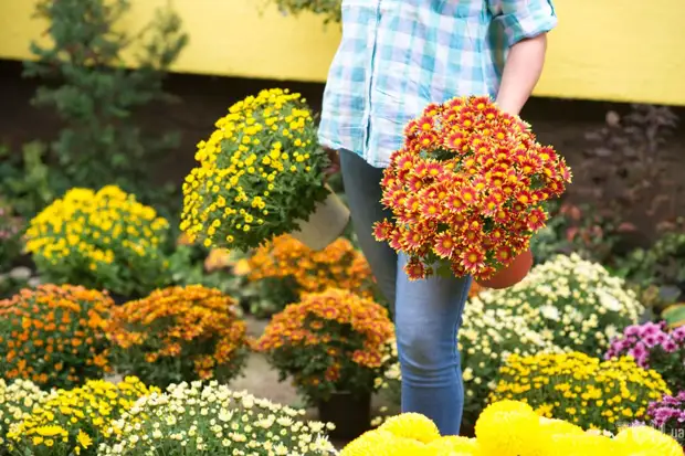 Хризантемы: как сажать и ухаживать за этими осенними цветами