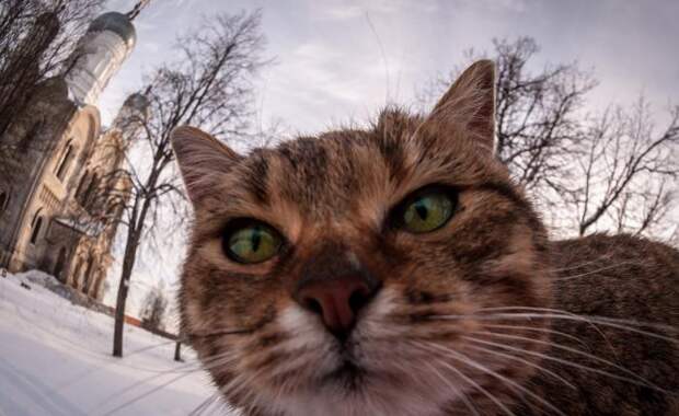 Коты Коты далеко не так обучаемы как собаки, но только потому, что предпочитают сами выбирать вектор своего развития. Хозяева кошек прекрасно знают, на что способны их питомцы ради достижения нужной им цели.