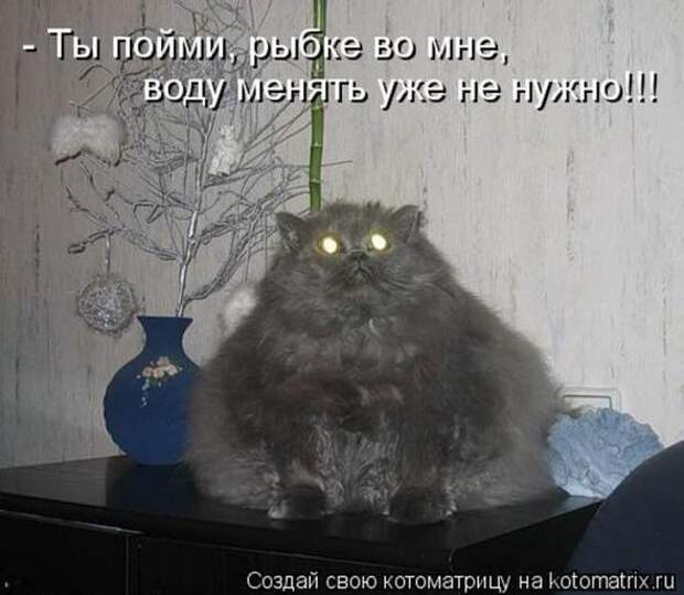Котоматрицы (забавные картинки с надписями)