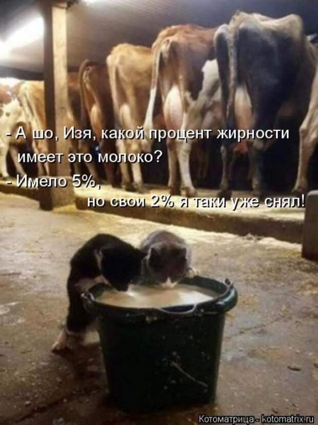 Свежая прикольная котоматрица (26 фото)