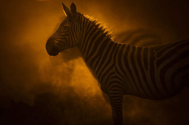 wildlife