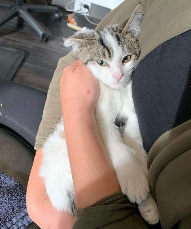Котенок на руках