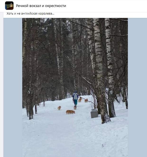 Фото дня: «королевские» корги в Левобережном