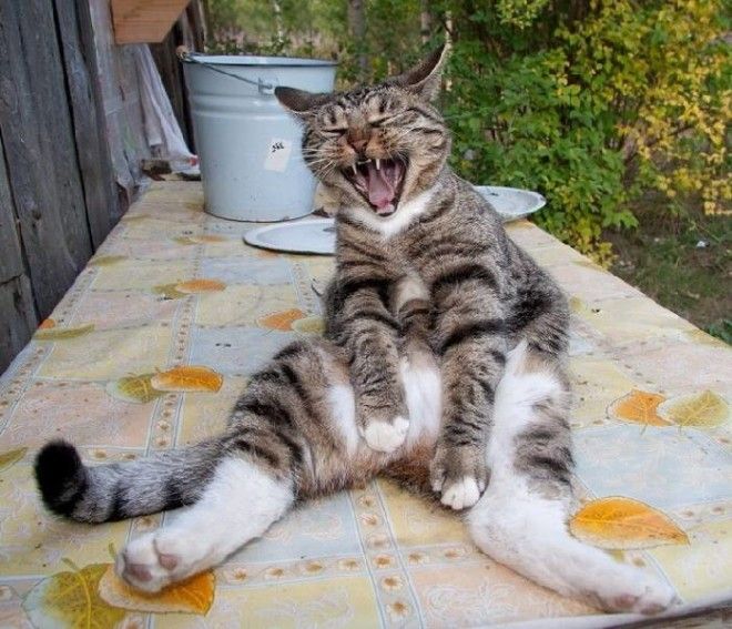 35 обалденных котов, которые умеют правильно отдыхать