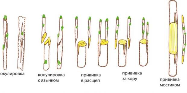 Как привить абрикос на абрикос видео