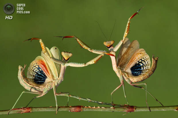 Вот так танец! (Hasan Baglar/2014 Sony World Photography Awards)