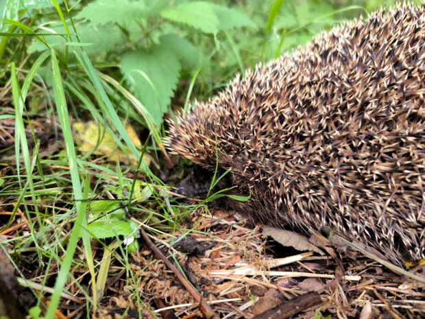 Рано проснувшиеся ежи окажутся в опасности