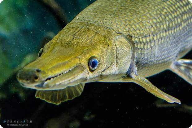 Панцирная щука (лат. Lepisosteidae)