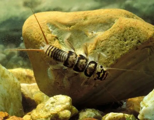 Отрастил себе шубу на зиму.