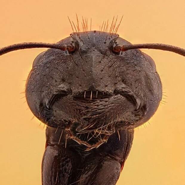 Казалось бы простой муравей, а сколько строгости на его "лице" виды, красиво, лица, насекомые, природа, фото