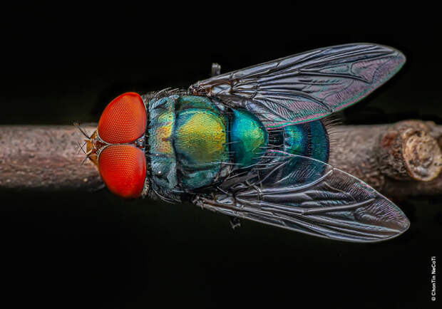 Мухи — наши друзья. Интервью с биологом о том, как эти примечательные насекомые помогают нам побеждать болезни, раскрывать преступления и покорять космос