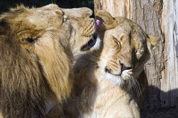 Почему у льва есть грива, а у львицы – нет? Прайд, Тестостерон, агрессивность, грива, лев, почемучка, роль, цвет