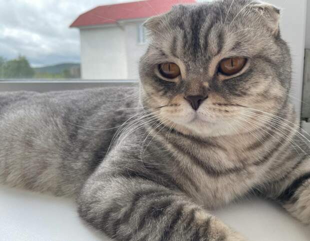 Ветеринары Иркутской области чудом спасли постиранного вместе со шторами кота