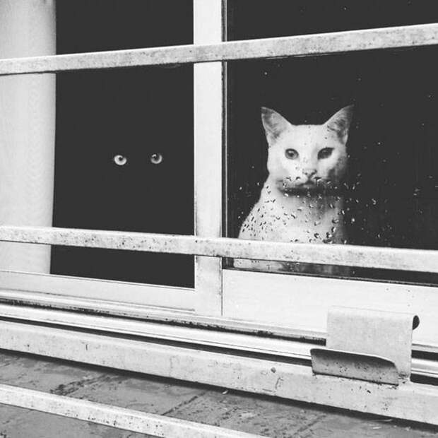 Картинки по запросу "фото две кошки белая и черная"
