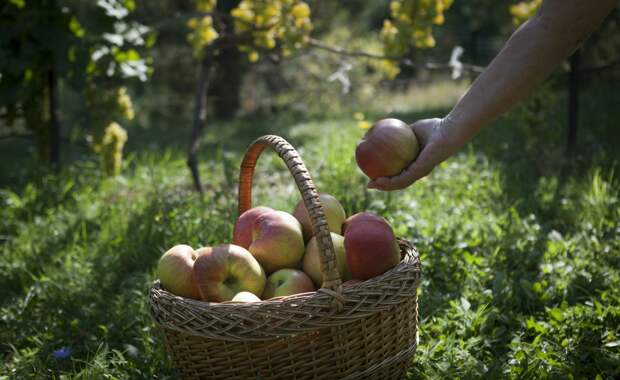 В России захотели уточнить требования к садовым участкам