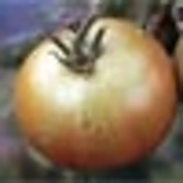 Белая гниль на томатах фото