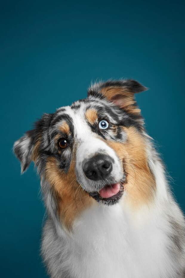 Fanta, The Curious Australian Shepherd Or Aussie