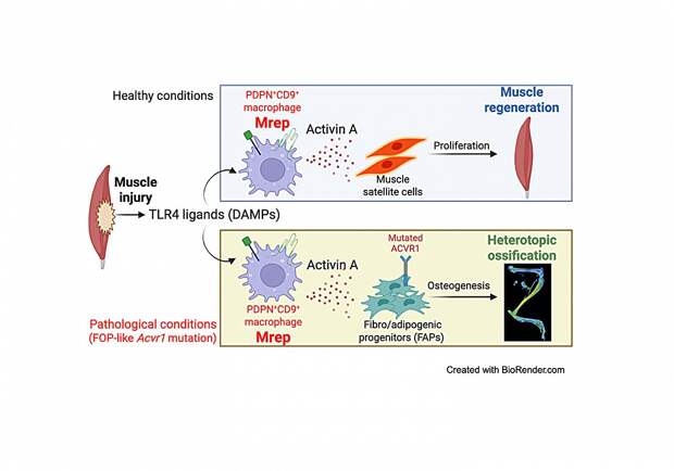 Найдены иммунные клетки, которые одновременно лечат мышцы и вызывают патологическое окостенение