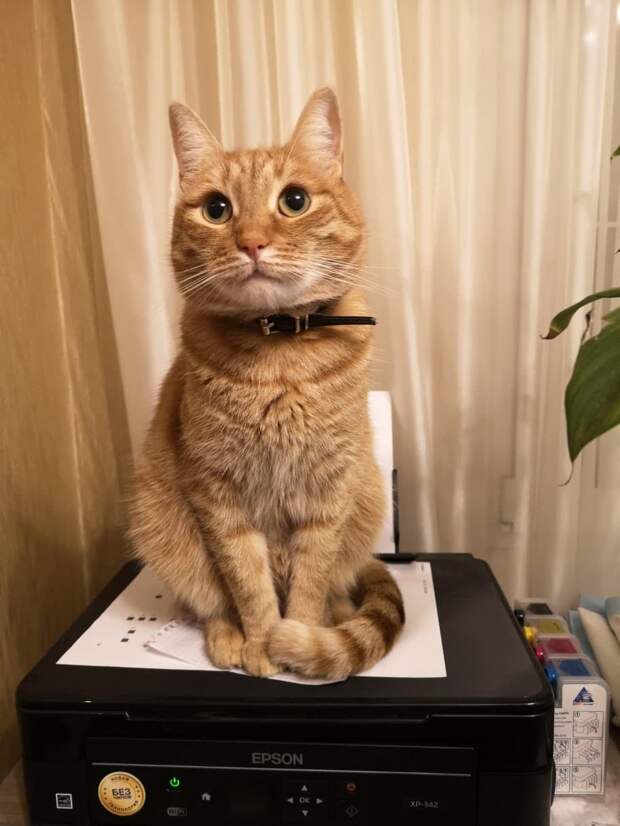 помощь котёнку рыжий кот