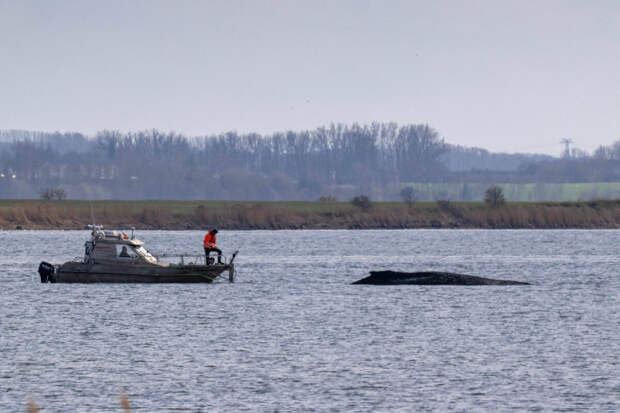 В Германии активисты прорвались сквозь ограждение к умирающему киту