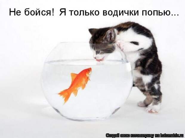 Котоматрица