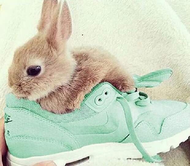 Кролик в кроссовке 