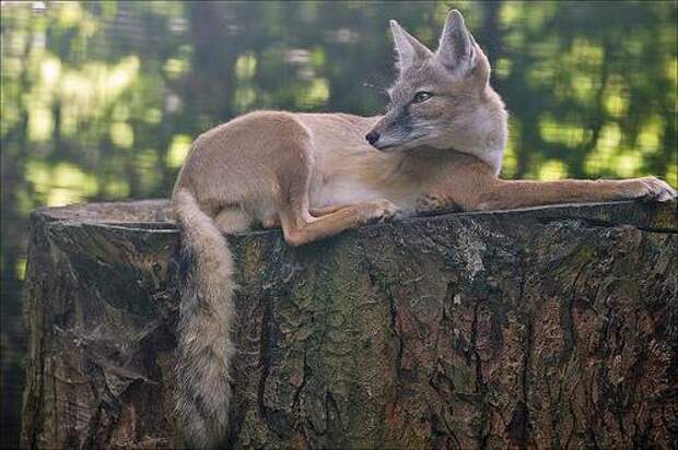 Степная лисица: нелегкая жизнь животного