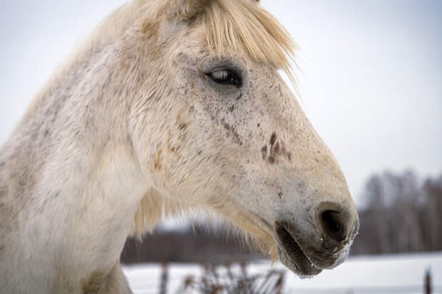 О погоде в новогоднюю ночь-2026 в Новосибирске рассказала синоптик Кичанова