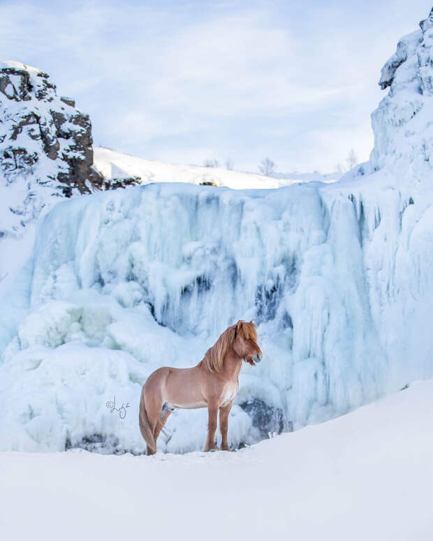 Блог - Завораживающая серия фотографий лошадей на фоне исландских пейзажей Завораживающая серия фотографий лошадей на фоне исландских пейзажей