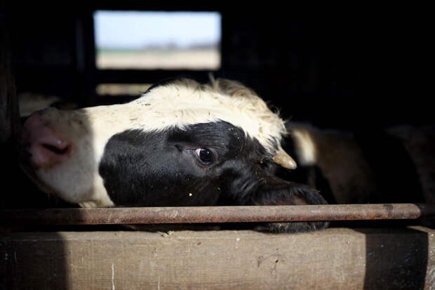 В Республике Алтай отменили карантин в 72 очагах вспышки пастереллеза