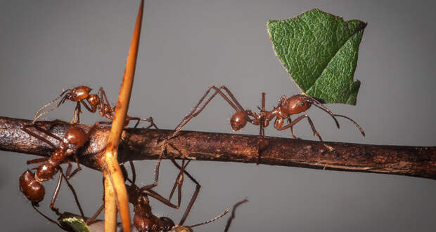 leaf-cutter ants