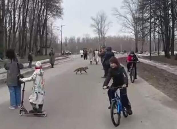 Лиса гуляет вместе с отдыхающими рязанцами в Лесопарке