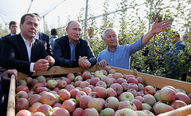 Россияне тоскуют по польским яблокам