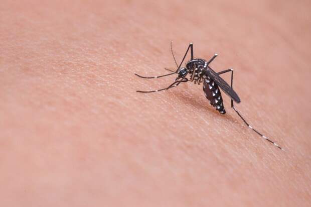 mosquito-719613_1280-1024x681 Как снять зуд после укусов комаров? Полезные советы