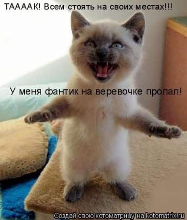 Прикольные животные, котоматрица