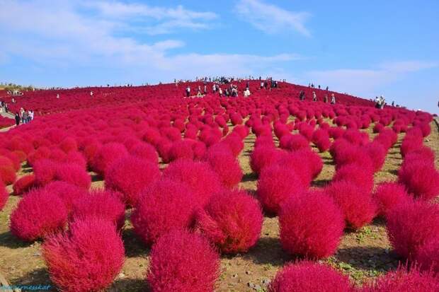 В Японии есть еще одно место - Национальный приморский парк Хитати, Хитатинака, который в разное время покрывается разными цветами - великоление, красота, природа, путешествия, цветочные туры