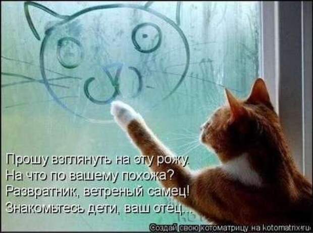 Сборка котоматриц