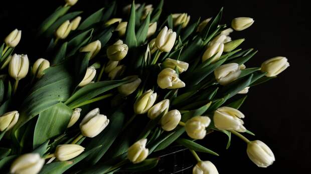 Простоят не меньше двух недель: как продлить жизнь тюльпанам