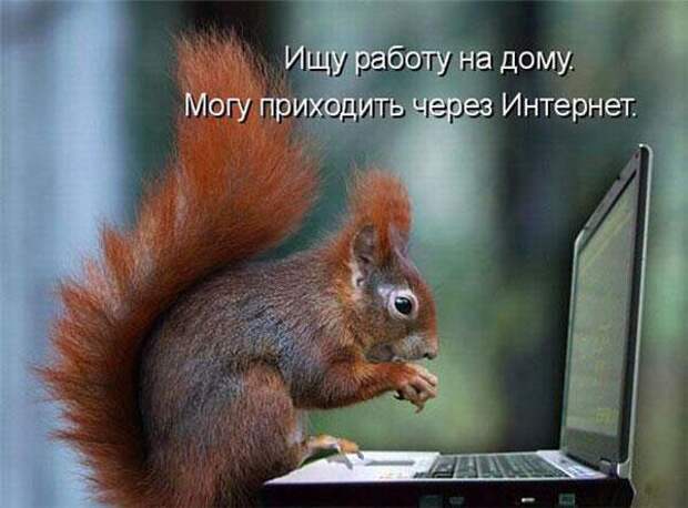 Разнообразные фото приколы с животными: смотреть обязательно!
