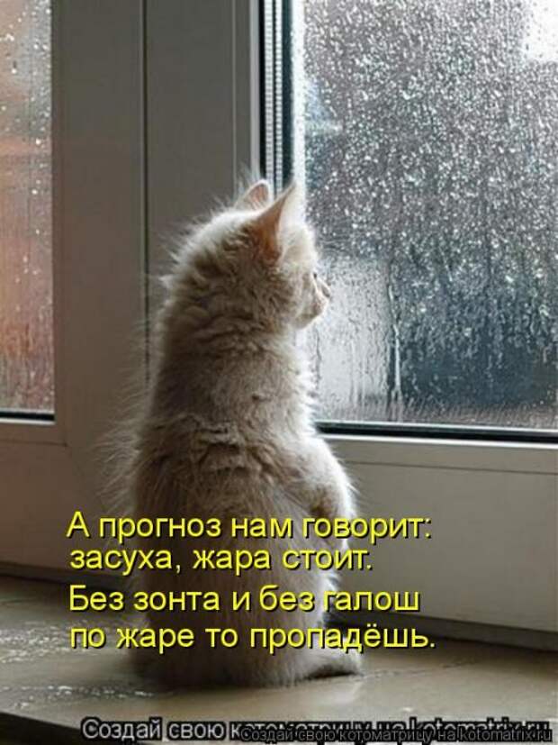 Лучшая котоматрица недели (32 фото)