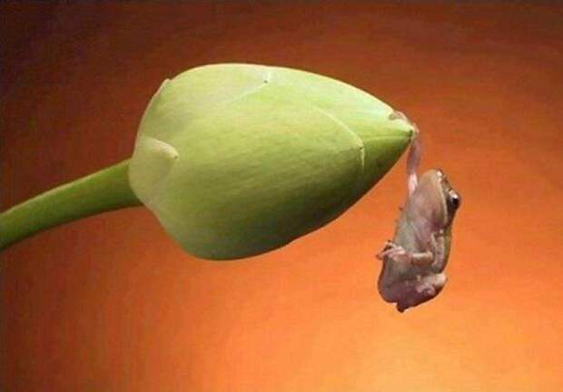 Забавно :)(25 фото)