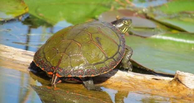 Зачем черепахи дышат задом