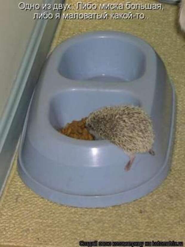 Прикольные животные, котоматрица